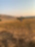 horse field.jpg