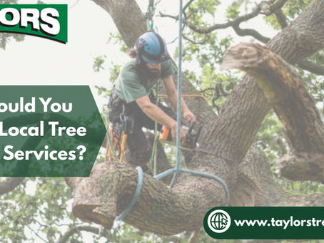 local tree pruning Services