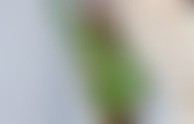 MaryAlice Jenni - Quick Facts, Bio, Age, Height, Weight, Measurements, Instagram; Fashion Model