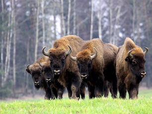 Wildlife Watching in Eastern Europe: Where to Go and What to See