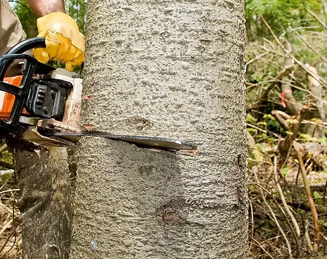 ole-dads-outdoor-solutions-hero-tree-removal-1920w (1).webp
