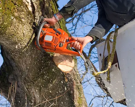 ole-dads-outdoor-solutions-hero-tree-trimming-1920w.webp