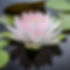 Lotus Flower Square.jpg