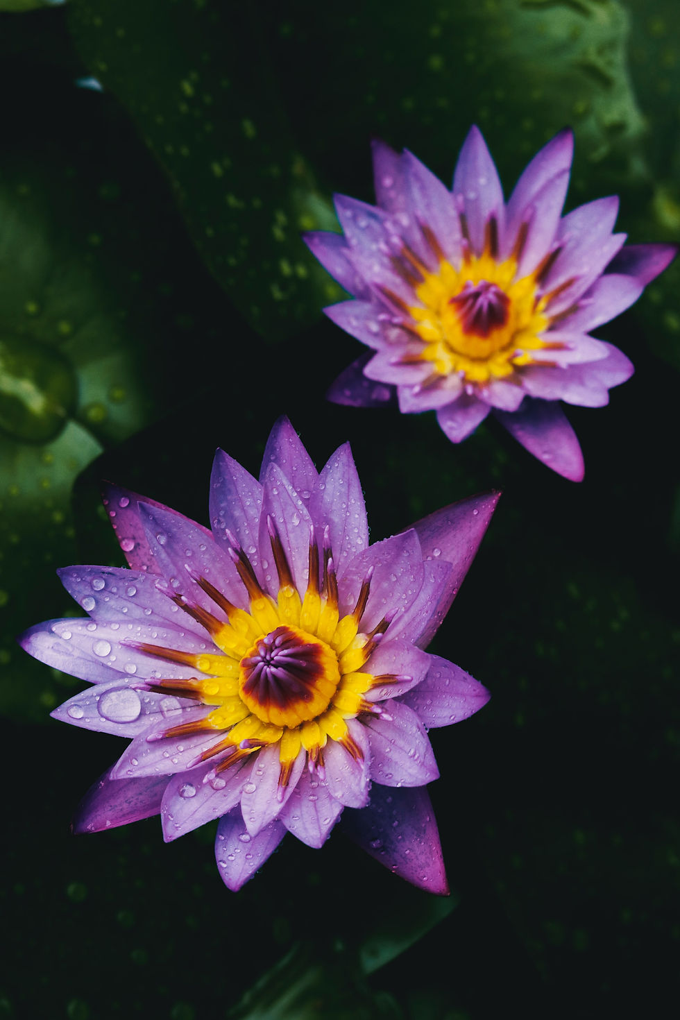 Purple flowers opening into rain