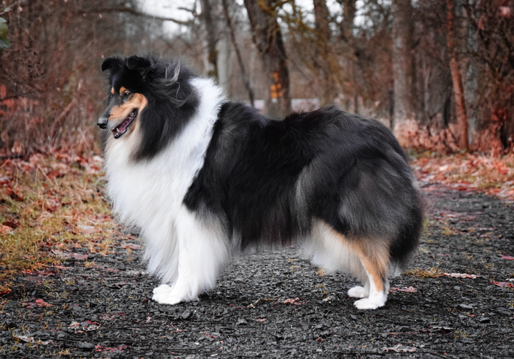 Tara Hessen bearbeitet (2).png