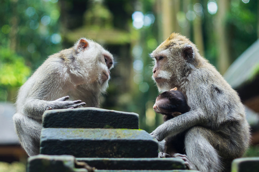 Two apes sitting across from each other and communicating compassionately.