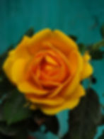 A yellow rose