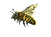 BZZ1 vide.png