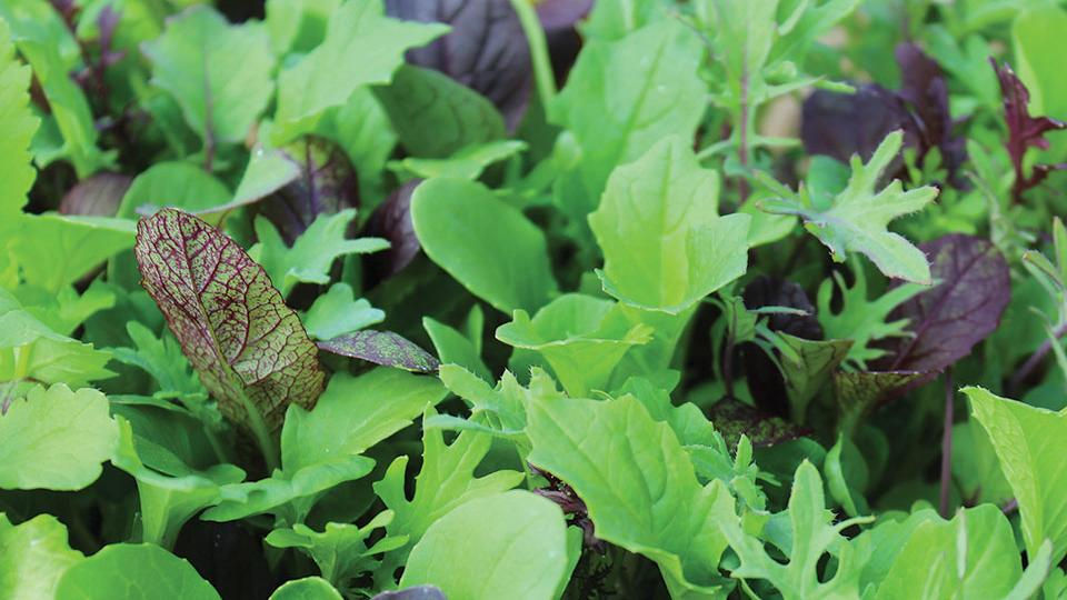 Thumbnail: Ovation Greens Mix