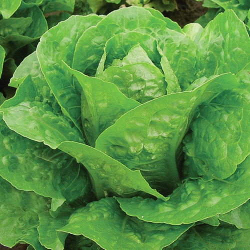 Lettuce, Jericho (Romaine) WNC Urban Farms