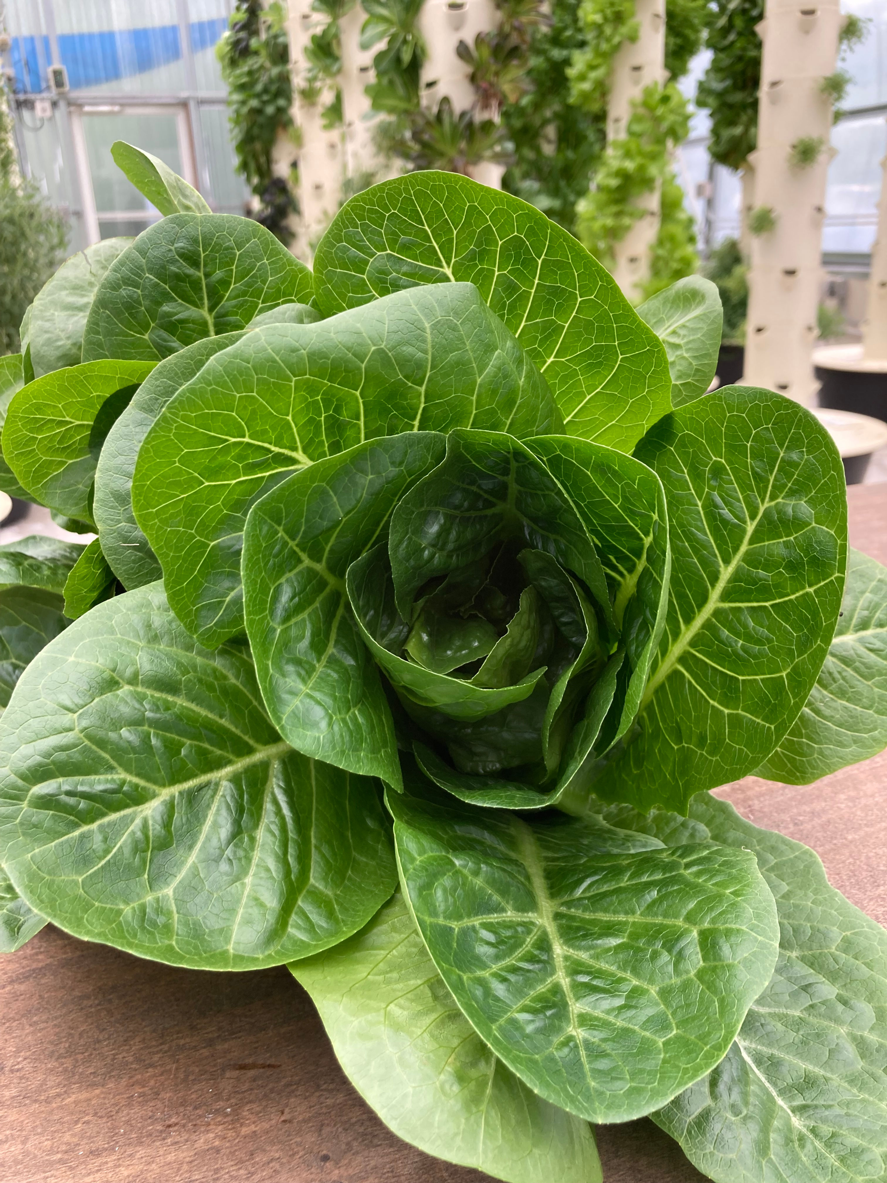 Lettuce, Monte Carlo (Romaine)