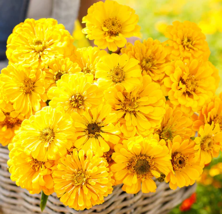 Zinnia, Canary Bird (30")