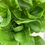 Thumbnail: Lettuce, Romaine Density