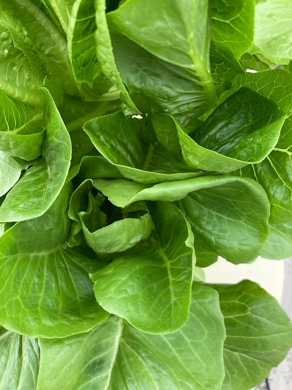 Thumbnail: Lettuce, Romaine Density