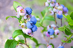 blueberries wild _edited.jpg
