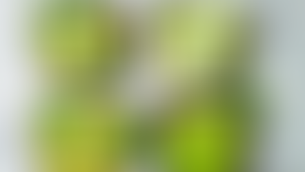 כשטוסטר אחד בחדר של הבנות מסביר יותר טוב מפרופסור לכלכלה