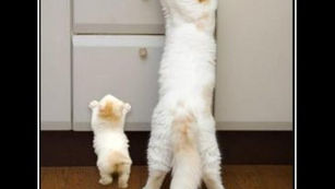 מה הופך מנטורים לטובים?