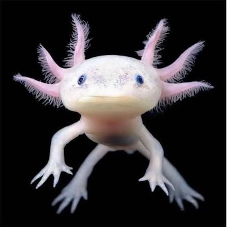 The Infamous Axolotl
