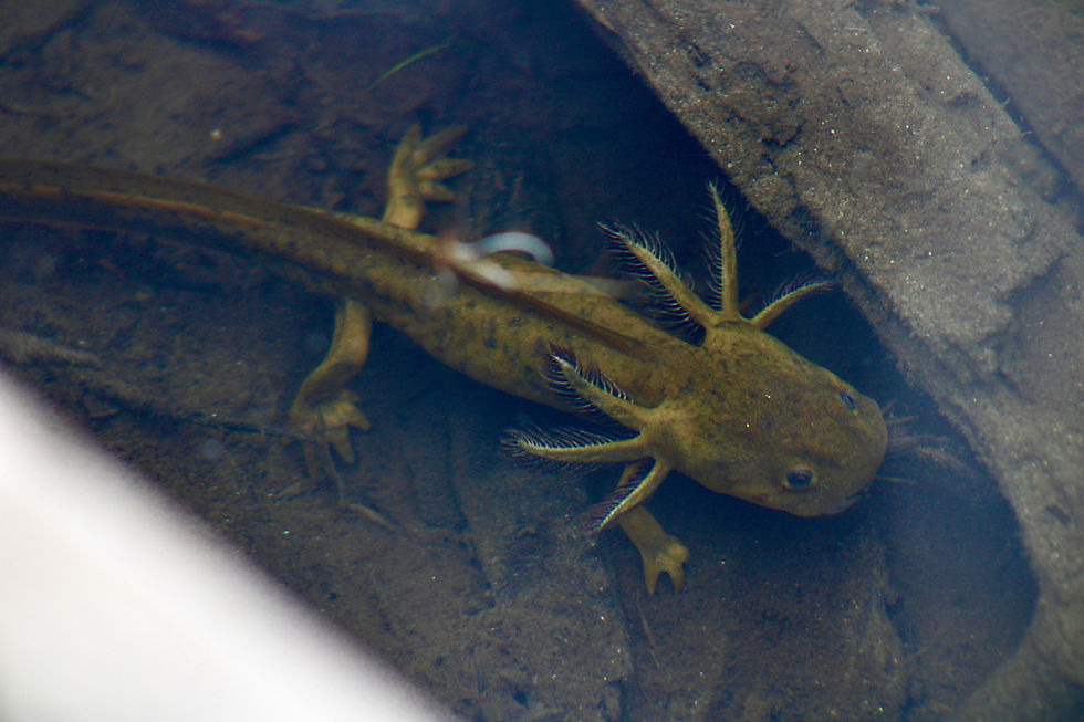 A Juvenile Tiger Salamander in Cecret Lake