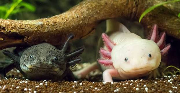 A Juvenile Tiger Salamander (Left) next to an Axolotl (Right)