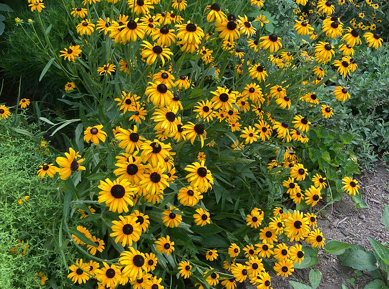 HomewoodFlowers.jpeg