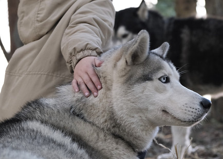 Husky caresse