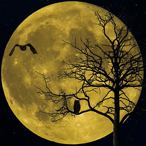 Winter Nights XIII | October 11th-13th