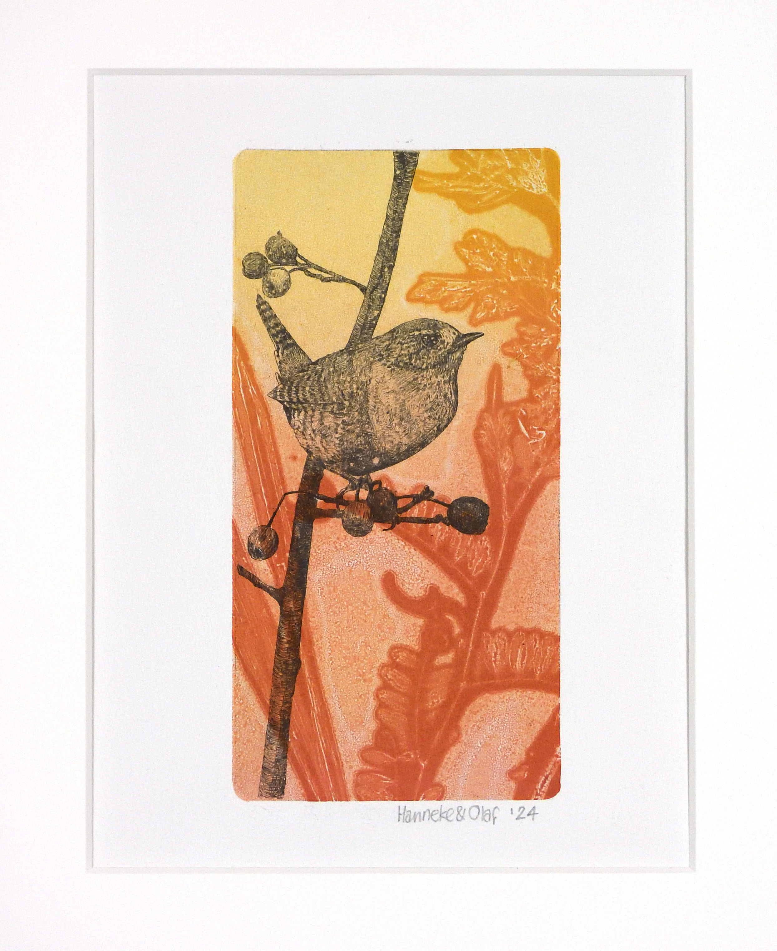 Winterkoning met vogelwikke