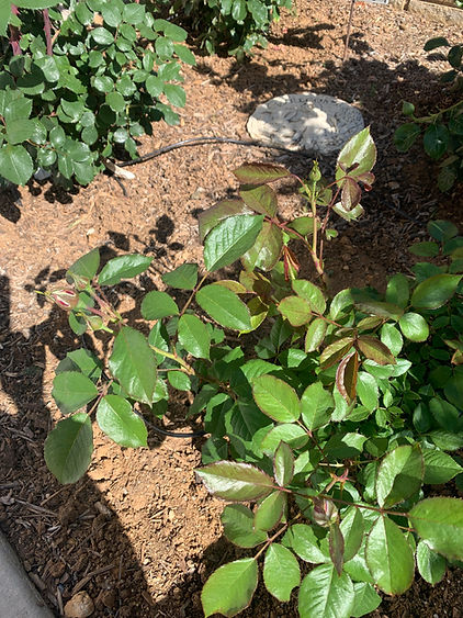 anticipating the bloom of my rose bush!