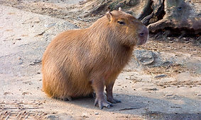 Chester Capybara
