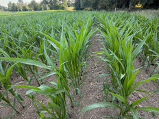 Récolte et ensilage du Maïs endommagé par la sécheresse : conseils essentiel
