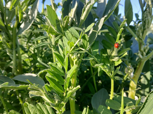 Les plantes préfèrent les acides aminés