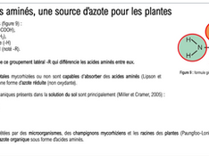 Autre Propriété inédite de l'azote aminé :1 kg d'acides aminés remplace 10 uN. Les plantes préfèrent les acides aminés.