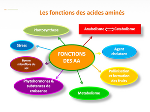 Enherber pour Désherber" Les Outils de l'ABC :N8, Préfiguration de l'Azote du Futur "