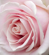 Rose d'Amma.jpg