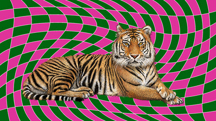 TIGER-GIFFF.gif