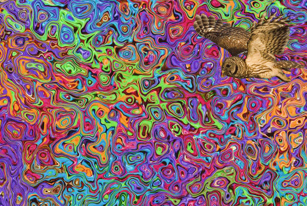 owl-gif.gif