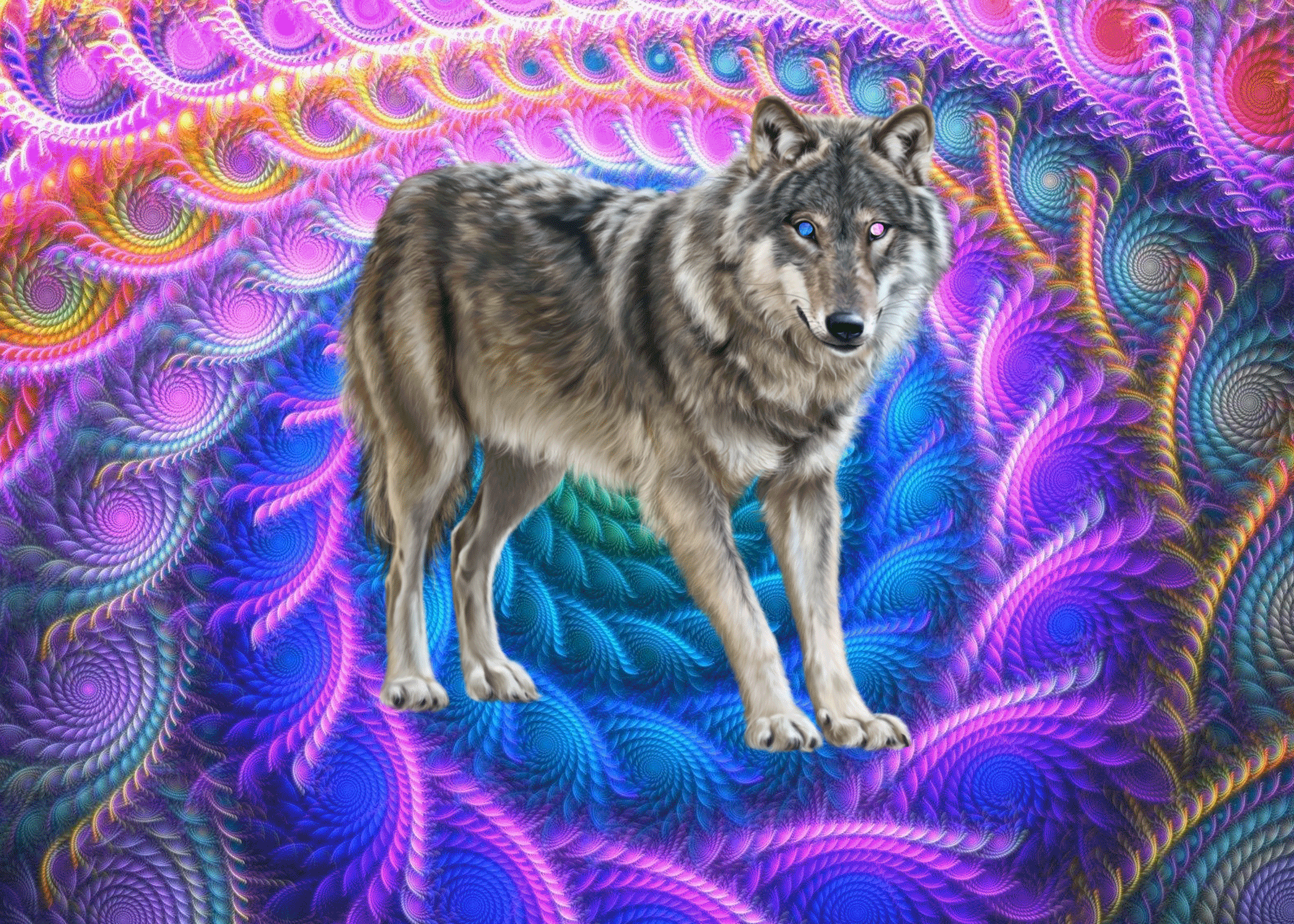 wolf-gif.gif