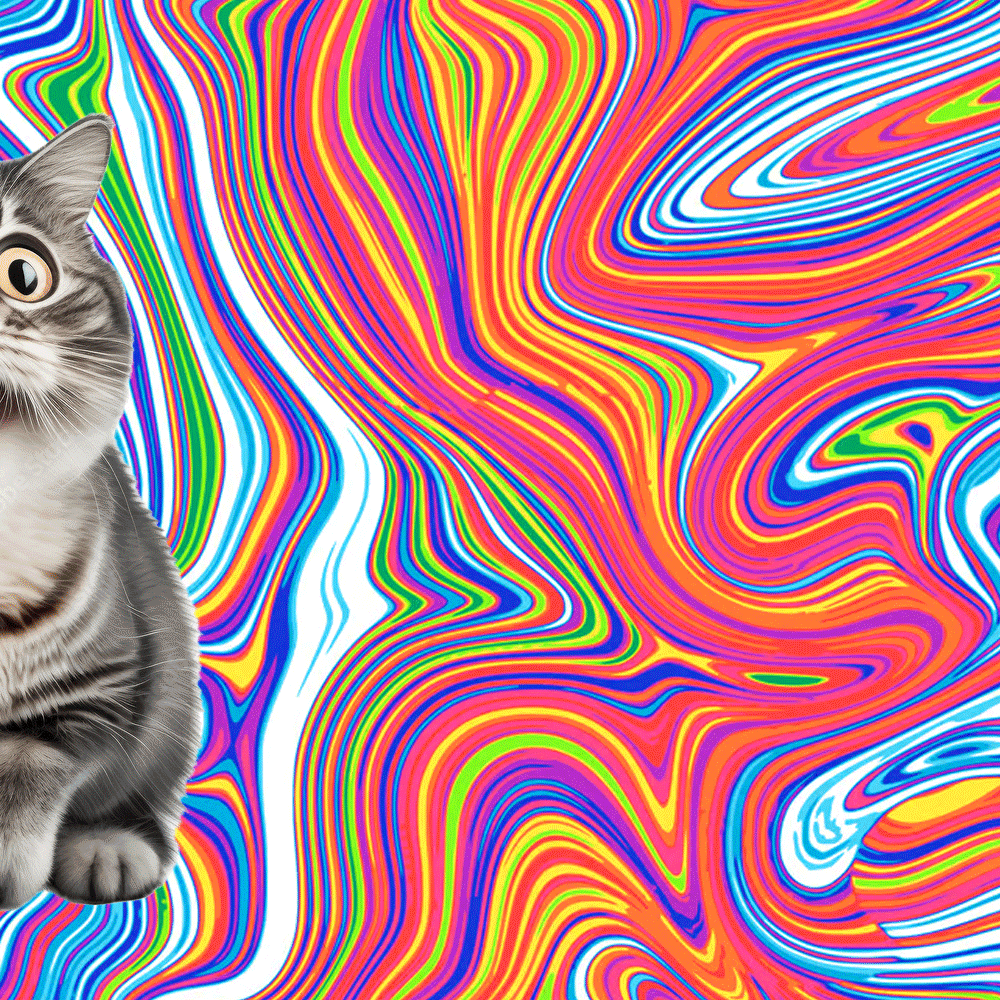 cat-gif.gif