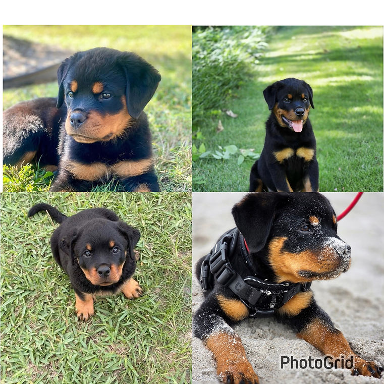 rottie7.jpeg