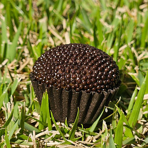 Brigadeiro Classico Com Confeito De Miçanga