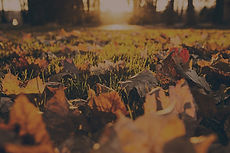 Fall%20Foliage_edited.jpg