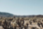 Cactus Field_edited.jpg