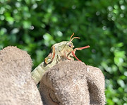 2020.5.19 lime tree haawk moth.jpg
