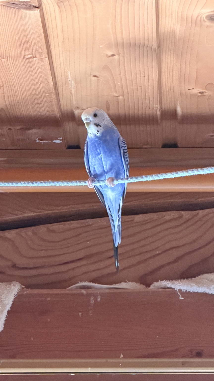Visita a casa de una alumna, madera finlandesa, animales y recuerdos