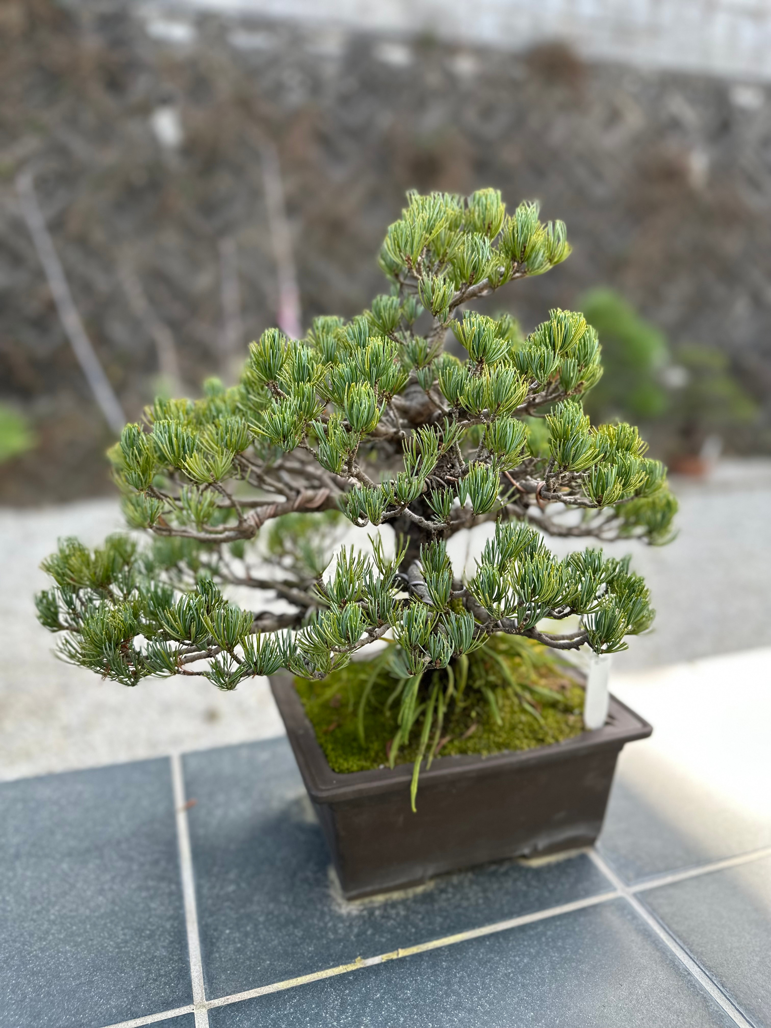 bonsai #2