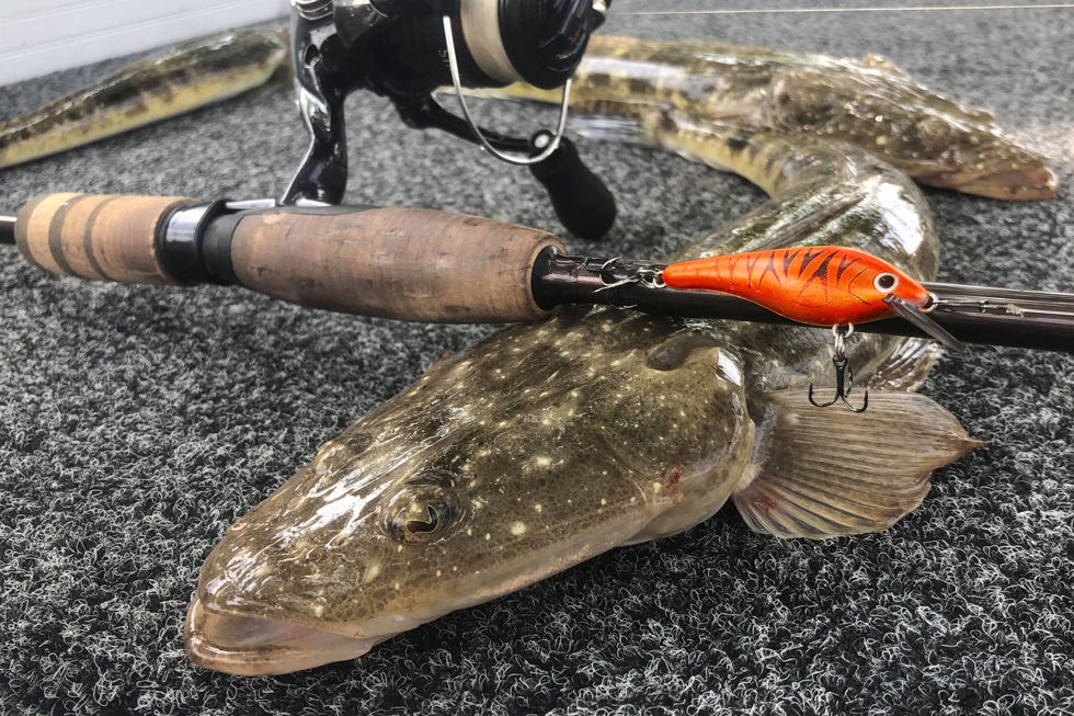 Thumbnail: Dusky flathead & superseded Fireball Red MinMin