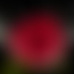 Sofía - el Retorno Femenino