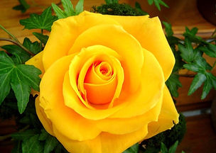 a-yellow-rose-for-my-closest-friends.jpg