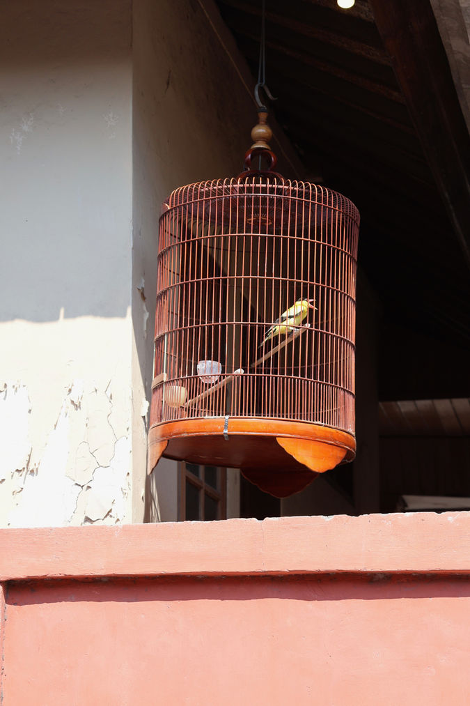Small bird in a cage hanging in window at Nusa Lembongan